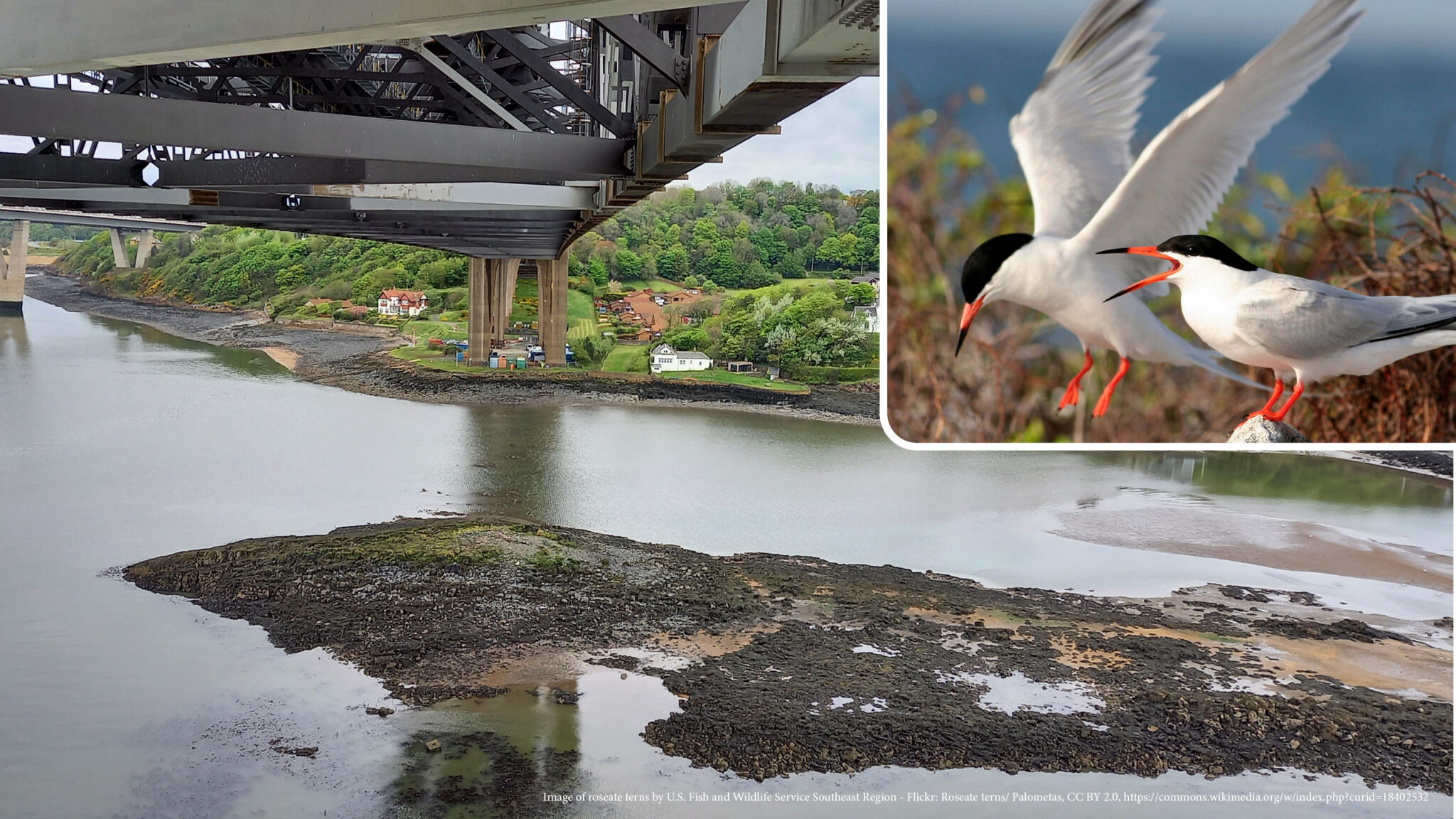 PROTECTING BREEDING TERNS NEAR THE FORTH ROAD BRIDGE