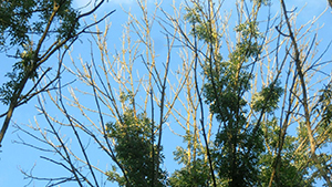 TREE FELLING ON THE A9 AT BANKFOOT