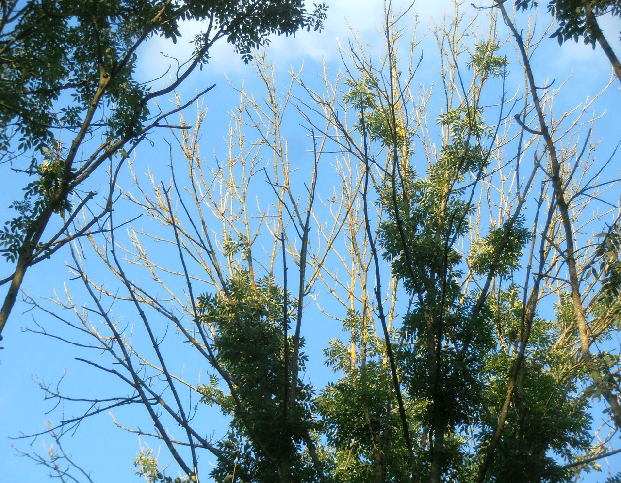 ASH DIEBACK TREE FELLING ON THE A85