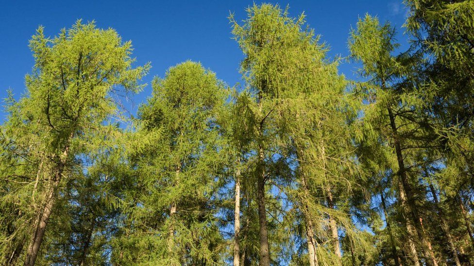 VEGETATION MANAGEMENT WORKS, INCLUDING THE REMOVAL OF DEAD, DISEASED AND DYING TREES BETWEEN BIGGAR AND CANDYMILL